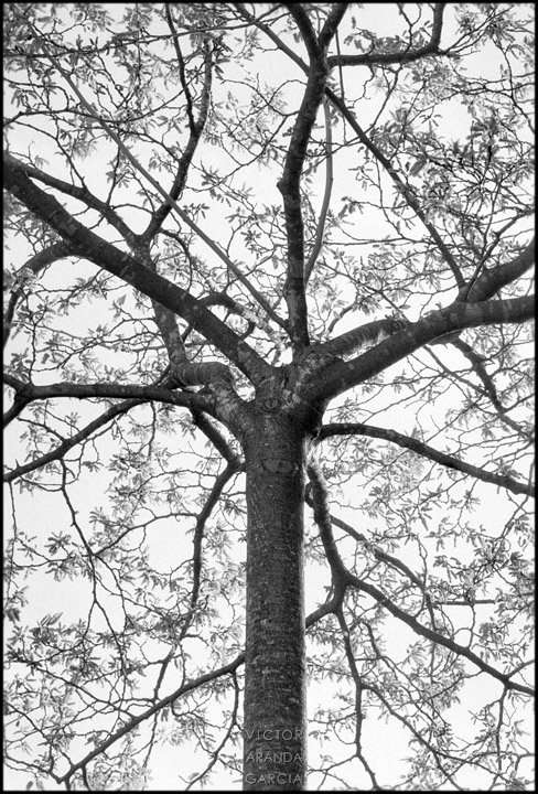 Fotografía en blanco y negro de un árbol con su estructura de ramas