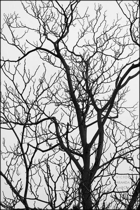 Fotografía de la estructura de ramas de un árbol en invierno