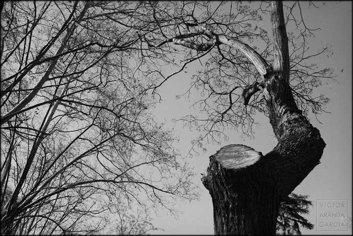 Fotografía con el tronco de un árbol en primer plano y otros árboles de fondo a la izquierda