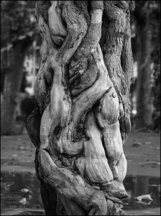 Fotografía del tronco nudoso de un árbol