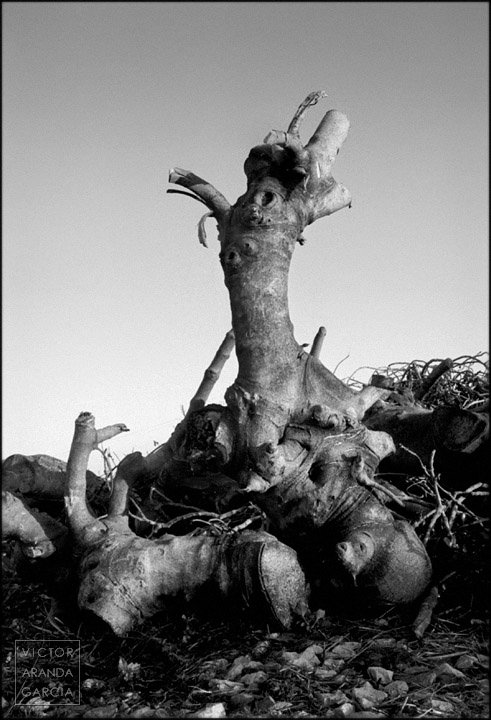 Fotografía en blanco y negro de un montón de troncos de árboles cortados con uno de ellos en pie